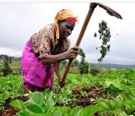 agriculture in Nigeria