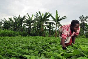 Adoption of Conservation agriculture in the DRC