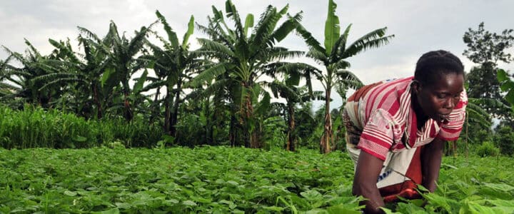 Adoption of Conservation agriculture in the DRC
