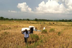 Challenges Faced by Smallholder farmers of DRC